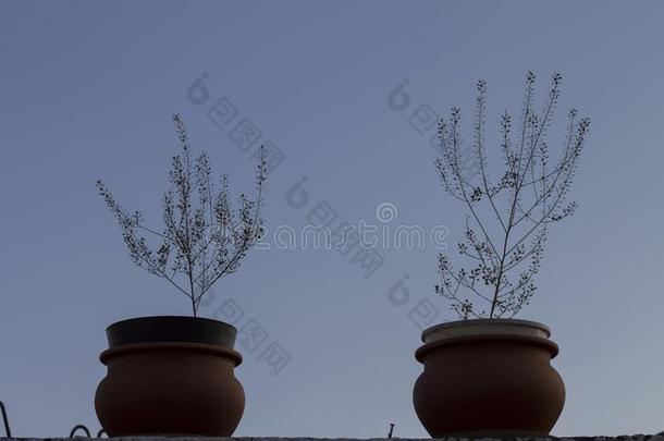 两个植物向台阶