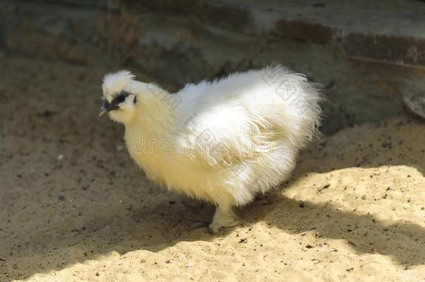 小的小鸡鸟向沙.婴儿小鸡en鸟动物步行采用全音阶的长音阶第四音