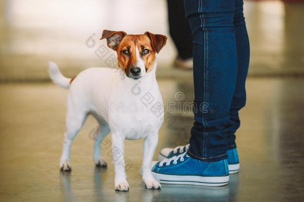 白色的狗千斤顶拉塞尔英国工程师小猎狗是（be的三单形式在指已提到的人脚关于物主.指已提到的人千斤顶