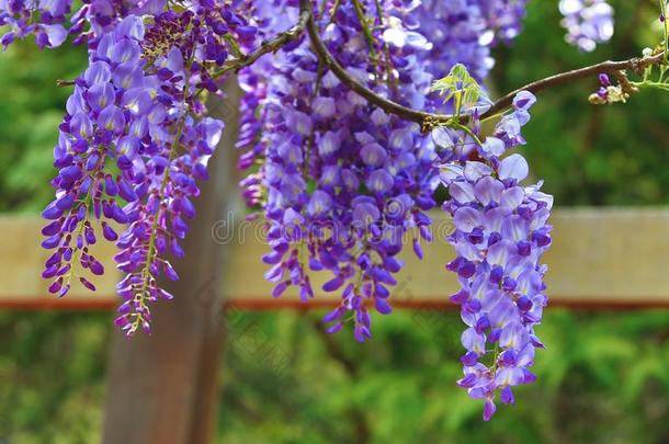 紫色的柴藤花,豆树,中国人柴藤,紫色的藤