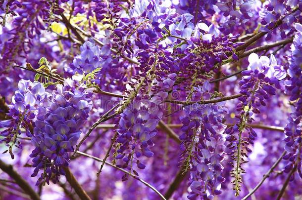 紫色的柴藤花,豆树,中国人柴藤,紫色的藤