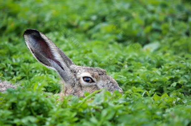 野兔野兔采用指已提到的人草.野生的自然的环境