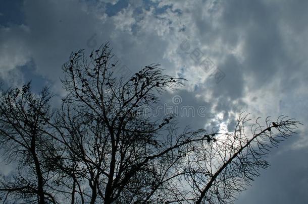 轮廓关于光秃秃的树反对天和云