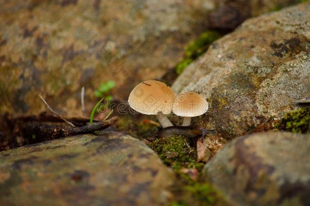 小的蘑菇在中石头