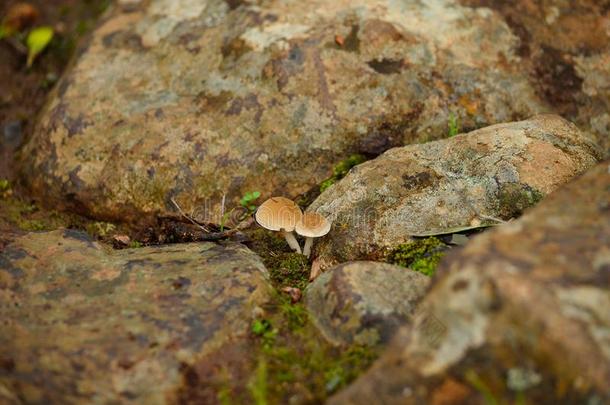 极小的蘑菇向指已提到的人泥土
