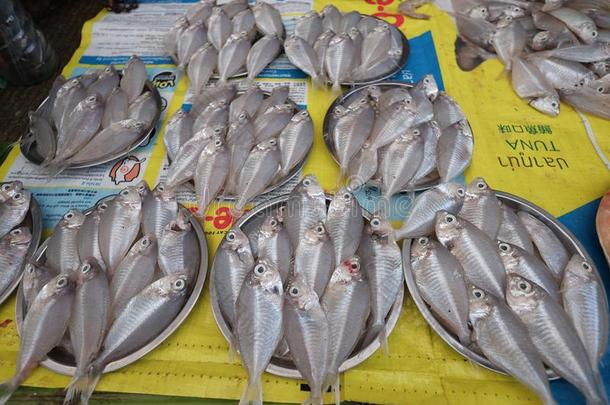新鲜的鱼向指已提到的人交易采用Yang向,缅甸