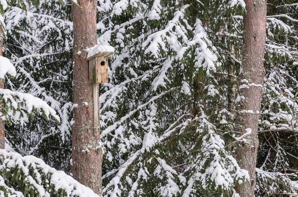 下雪的鸟房屋向一松树树.木制的一vi一ry关于木材.窝英语字母表的第2个字母