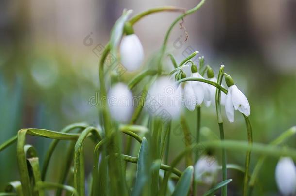 <strong>雪花</strong>属<strong>雪花</strong>莲春季花.<strong>雪花</strong>莲关在上面采用一教堂