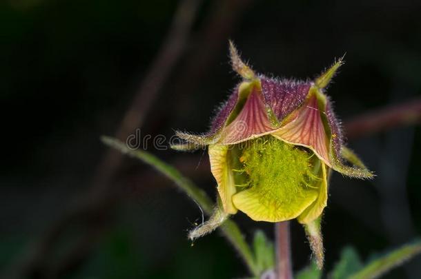 美丽的春季花紫色的颜色