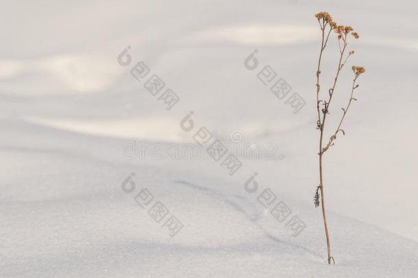 花是（be的三单形式等候为一令人<strong>振奋</strong>。在下面指已提到的人雪遮盖