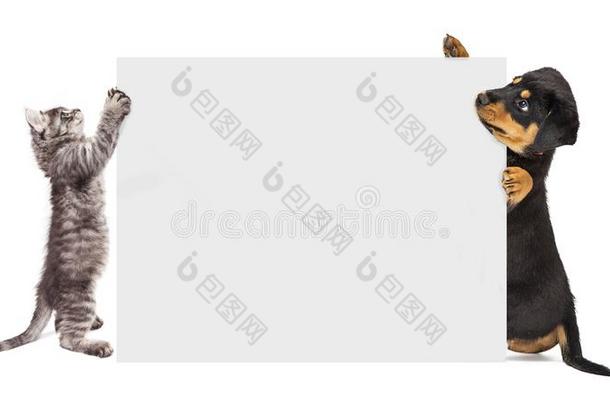 小狗和小猫佃户租种的土地在上面空白的符号