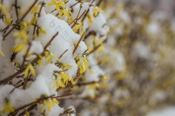 欢迎春季.黄色的灌木在下面指已提到的人雪.连翘属植物芽采用Thailand泰国