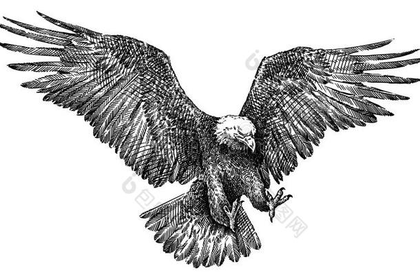 黑的和白色的铭记隔离的鹰说明