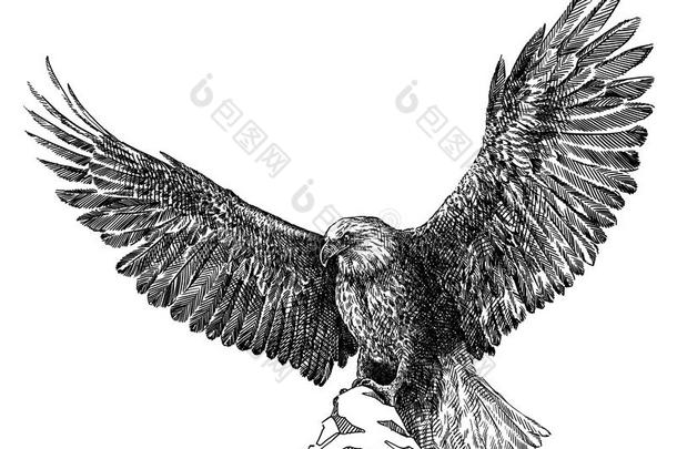 黑的和白色的铭记隔离的鹰说明