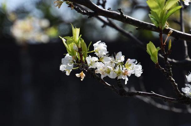 日本人李子花