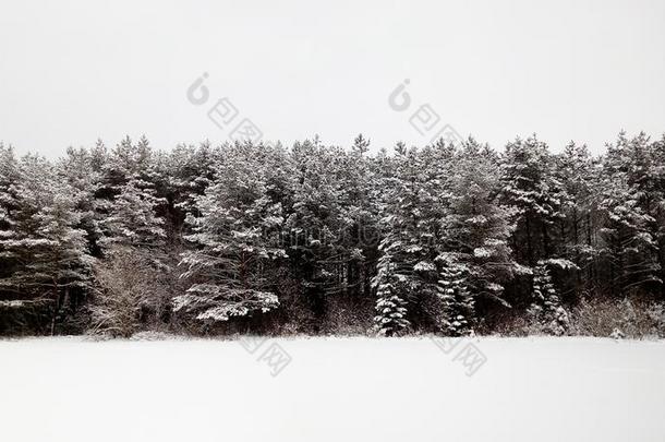 <strong>冬松</strong>类的森林,白色的天和雪.俄罗斯帝国.