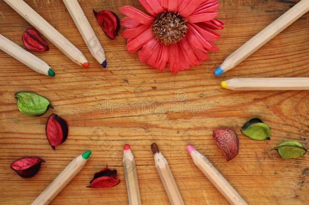 边关于木制的铅笔,干的干燥的花瓣和菊花花向