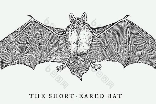 指已提到的人短的-有耳的蝙蝠撒布它的飞行章采用前面的看法