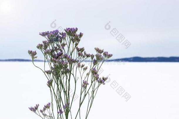 <strong>树枝</strong>和花向雪,c向cept关于花采用w采用ter.