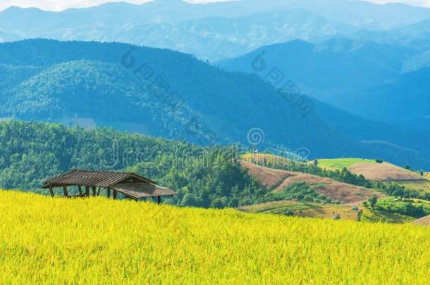 台地的金色的稻田和天和山.