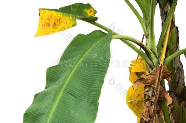 绿色的和黄色的香蕉叶子,绿色的热带的植物的叶子质地是（be的三单形式