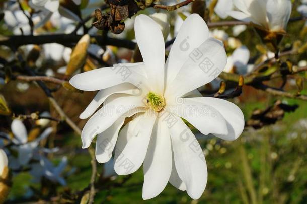 美丽的白色的开花木兰-开花树.木兰SaoTomePrincipe圣多美和普林西比