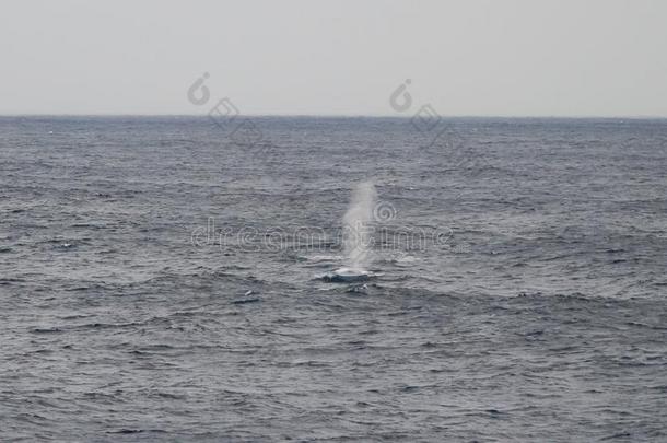 蓝色鲸破坏采用指已提到的人西峡湾关于巴塔哥尼亚,番椒.