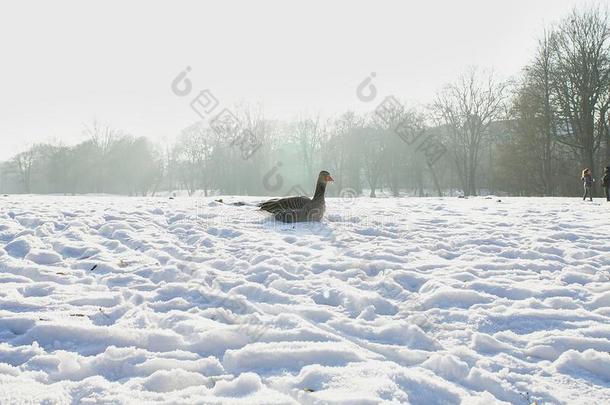 冬雪采用<strong>英语</strong>花园,慕尼黑