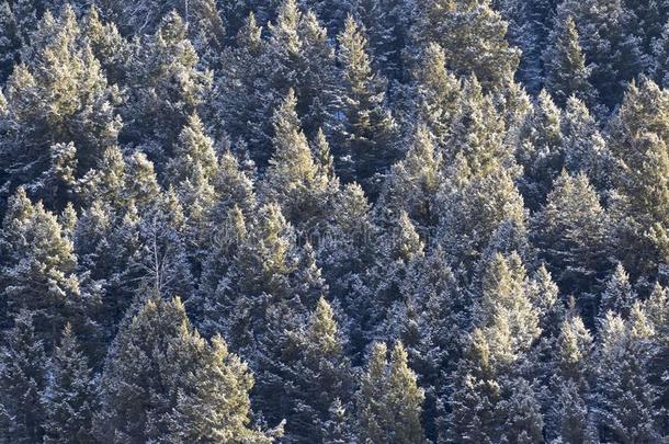 松树树森林<strong>华盖</strong>大量的采用雪