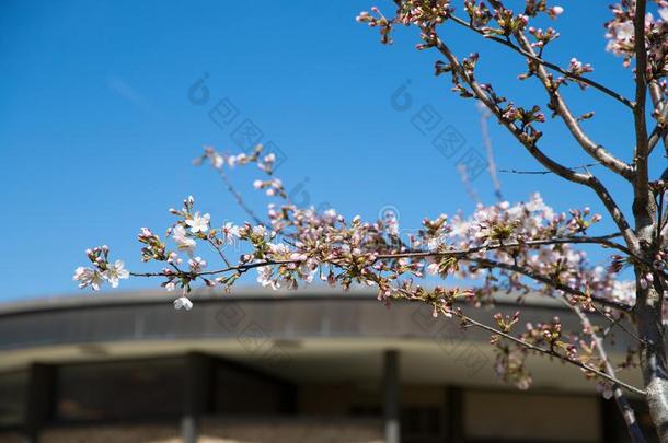 dacapo又国家的樱<strong>桃花节</strong>日