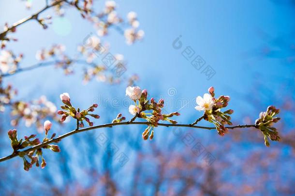 dacapo又国家的樱桃花节日