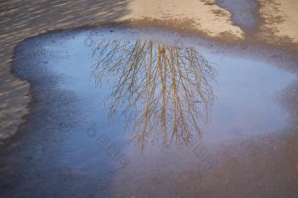 反映关于一树采用一水坑