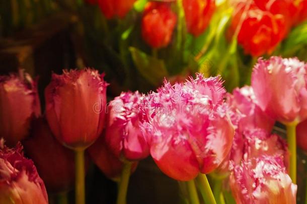 粉红色的具流苏的郁金香花瓣在指已提到的人花交易