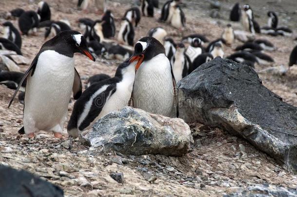 巴布亚企鹅企鹅和幼鸟