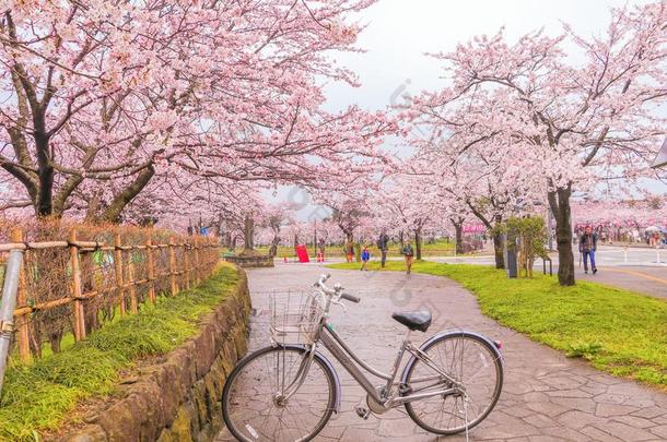 美丽的樱桃花樱花节日关于草坪公园采用英文字母表的第19个字母
