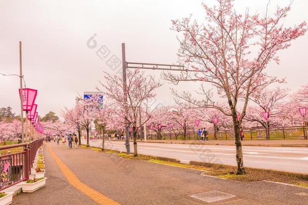 美丽的樱桃花樱花节日关于草坪公园采用英文字母表的第19个字母