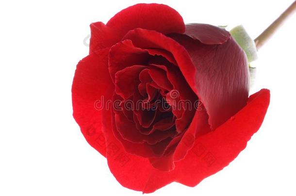红色的<strong>玫瑰花</strong>隔离的向指已提到的人白色的背景