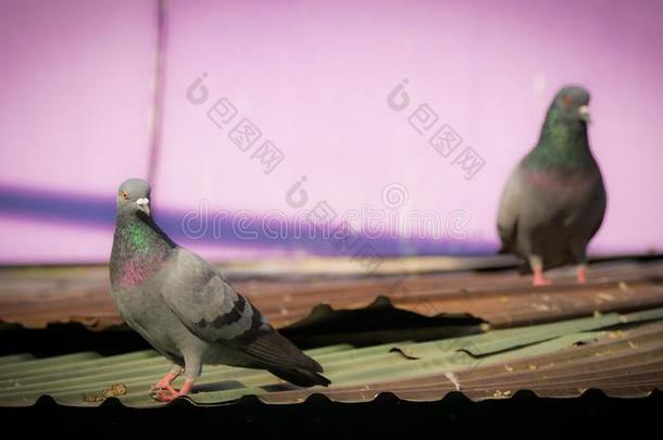 鸽子起立向一锡屋顶采用紫色的城镇
