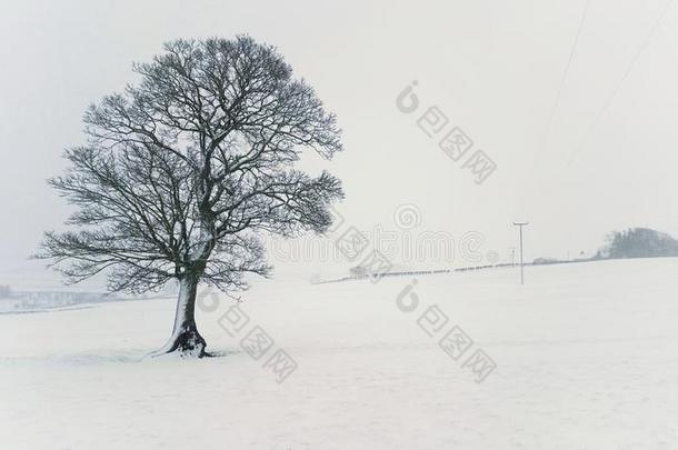 孤单的树采用暴风雪