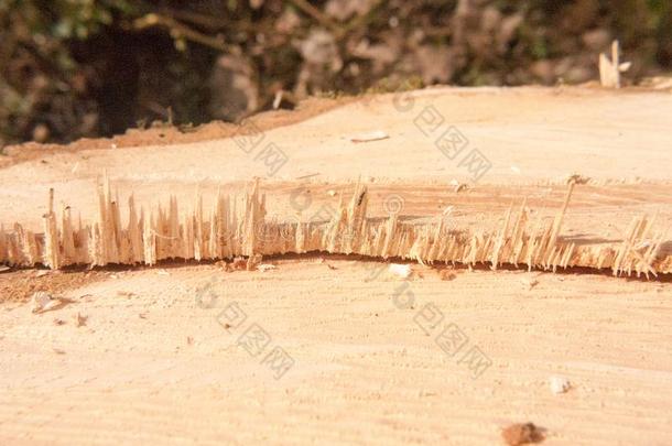 关在上面分裂将切开部分关于木材树树桩宏指令详述