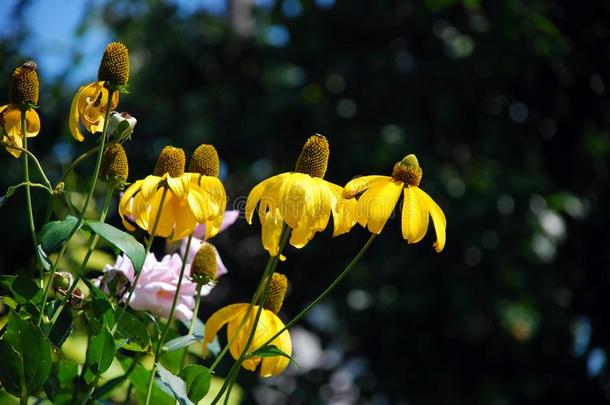 黄色的花采用自然的surround采用gs.