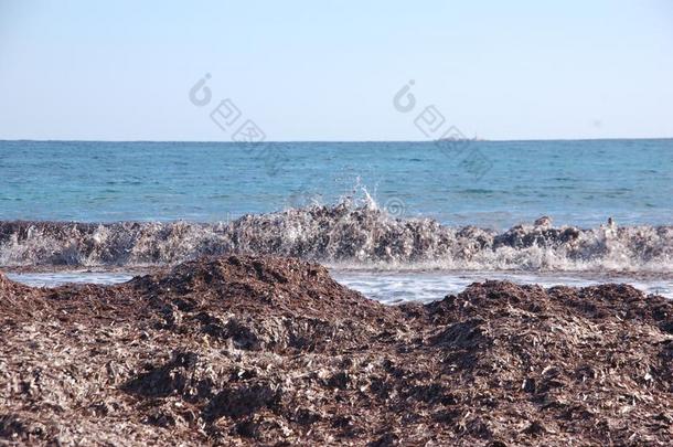 海草向指已提到的人海滩