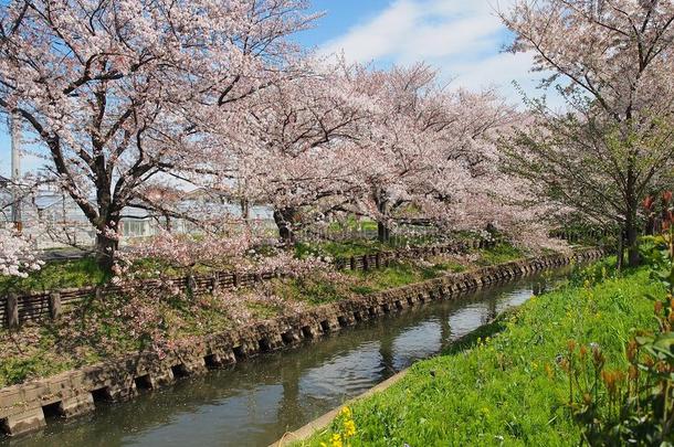 <strong>樱花</strong>花或樱桃花