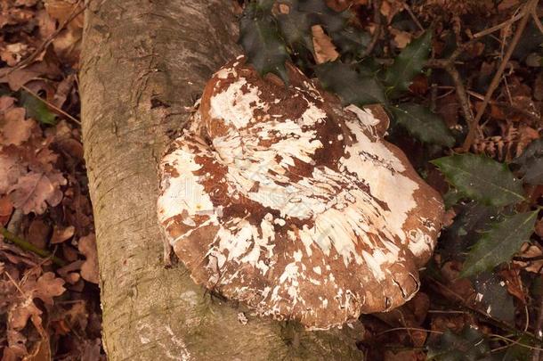 大大地白色的和棕色的支架真菌真菌生长的向死去的树