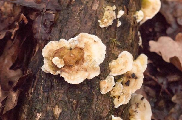 白色的支架苔藓地衣真菌真菌生长的向木材吠叫未发酵的葡萄汁