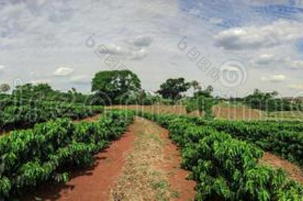 种植园-年幼的咖啡豆种植园地平线风景