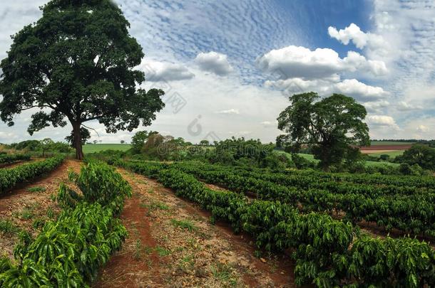 种植园-年幼的咖啡豆种植园地平线风景