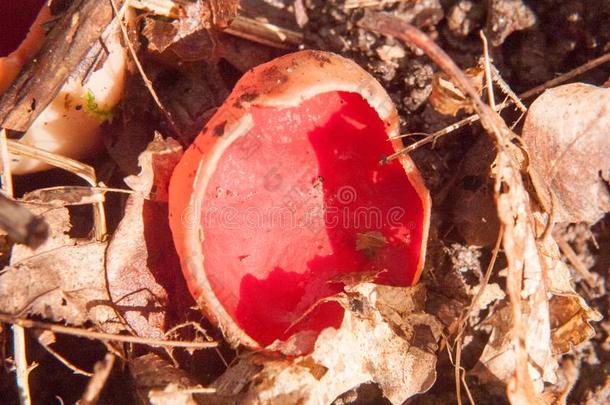 关在上面关于蘑菇<strong>森林</strong>地面猩红色<strong>小精灵</strong>c在上面红色的