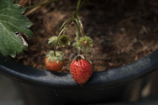 草莓采用罐