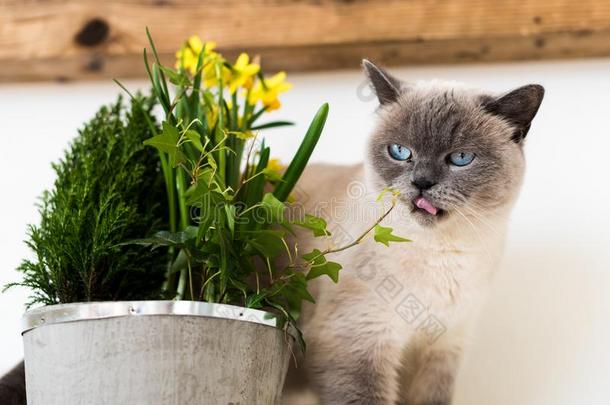 漂亮的闹着玩的蓝色有眼的暹罗人小猫探查法盆栽的春季floodlight泛光照明